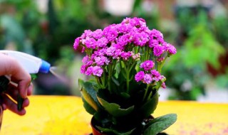 一棵长寿花能养几年（一棵长寿花能养几年啊）