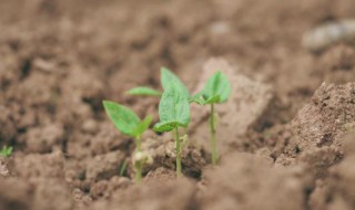 豆角最低多少度能发芽 豆角在多少温度才能正常生长