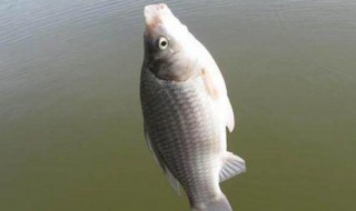 春天钓罗非鱼钓法 春天钓罗非鱼钓法视频