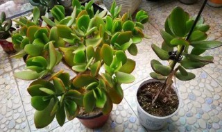 玉树扦插多久才生根 玉树扦插多久能生根