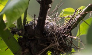 斑鸠在树上叫是不是有什么窝（斑鸠在窝里叫）