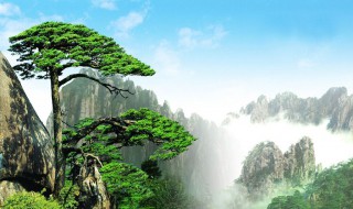 迎客松适合放在家里吗（迎客松适合放室内吗）