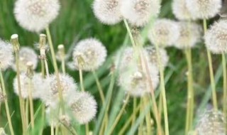 蒲公英种子的播种方法（蒲公英种子播种方法全过程）