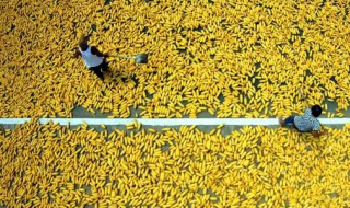 盲目扩大种植面积危害 盲目扩大种植面积危害因素