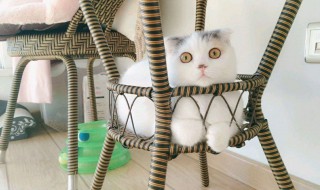 伊洛纳猫咪摇篮怎么带走（伊洛纳猫咪摇篮会炸死自己吗）