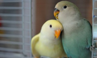 牡丹鹦鹉下蛋了要怎样照顾(牡丹鹦鹉下蛋了该怎么办)