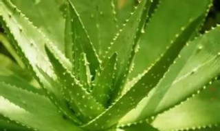 用新鲜芦荟洗头步骤（新鲜芦荟洗头的功效与作用）