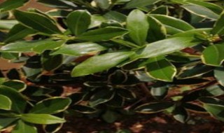 瑞香如何修剪（瑞香如何修剪枝条）