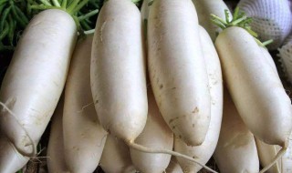 白萝卜籽有什么作用与功效（白萝卜籽有什么作用与功效图片）