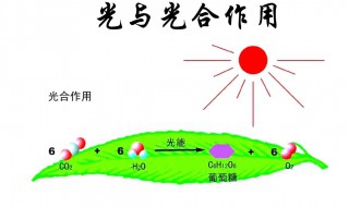 光合作用是什么作用 光合作用百度百科