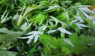 煮艾水的功效与作用（如何煮艾水）