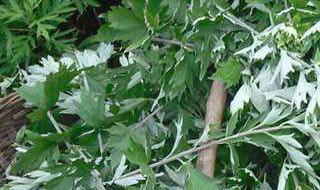 艾叶有杀菌消毒的作用吗（艾叶有杀菌消毒的作用吗图片）