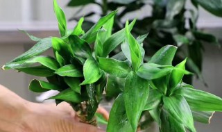 盆栽竹种类（室内盆栽竹子的种类）