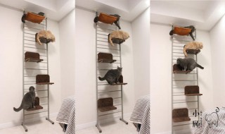 猫爬架是什么样(猫爬架的缺点)