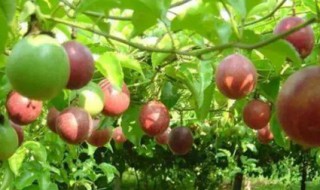 百香果的功效与作用与无花果的区别 百香果和无花果的功效