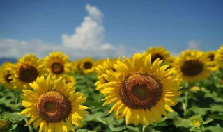 向日葵在佛学是的意义（向日葵可以供佛吗什么寓意）