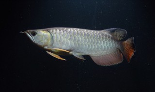 千里香钓鲫鱼使用技巧（千里香钓鲫鱼使用技巧图解）