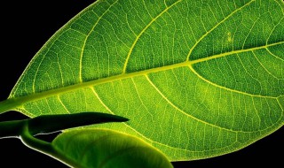 光合作用峰值上午比下午高（光合作用峰值上午比下午高多少）