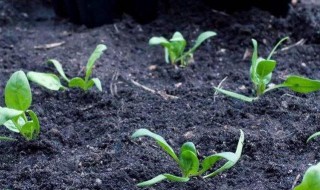 草木灰怎么养花(草木灰养花会烧根吗?)