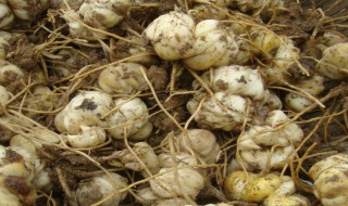 刚种的百合种球能不能晒太阳(百合种球刚种下能晒太阳吗)