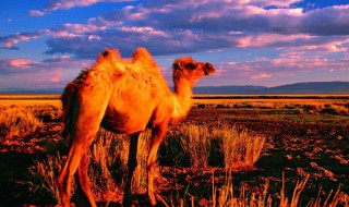 沙漠中的骆驼吃什么食物（沙漠里骆驼吃什么食物）