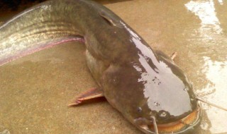 鲶鱼怎么挑选 如何挑选鲶鱼