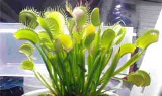 驱蚊树多久浇一次(驱蚊树多久浇水)