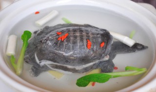 甲鱼汤怎么做更有滋补的作用 甲鱼汤怎么做有营养