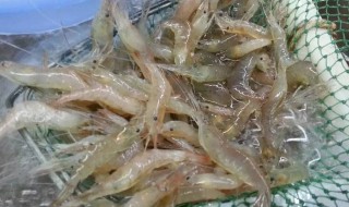 野生虾最喜欢吃什么食物（野生虾好吗）