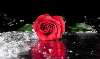 情人节发11朵玫瑰花什么意思 情人节11朵玫瑰啥意思