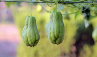 佛手瓜怎么挑选 佛手瓜怎么挑选?