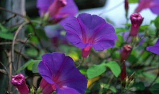 牵牛花拍摄技巧（牵牛花摄影图片大全大图）