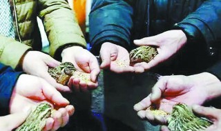 怎么挑选斗鹌鹑 斗鹌鹑怎样分辨好坏