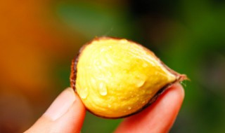 香菇炒板栗窍门(香菇炒板栗窍门有哪些)