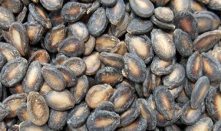 正宗奶油瓜子制作方法窍门 奶油瓜子的功效与作用