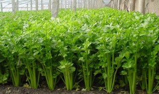 云南种植芹菜方法 云南种植芹菜方法有哪些