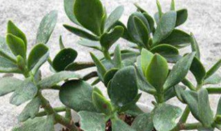 玉树和燕子掌的区别是什么（玉树和燕子掌的区别是什么呢）