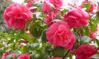 山茶和滇山茶的区别是什么（山茶和滇山茶的区别是什么呢）