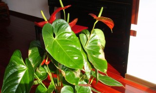 红掌花的养殖技巧方法（红掌花适合在室内养吗）