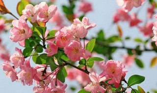 海棠花和樱花的区别是什么 海棠花和樱花的区别是什么图片