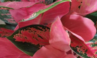 吉利红和如意皇后的区别有哪些 吉利红、如意皇后和中国红花卉的区别