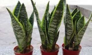 虎耳兰和虎尾兰的区别有哪些 虎耳兰是兰花吗