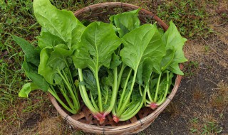 菠菜和油菜的区别是什么 菠菜和油菜的区别是什么意思