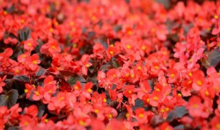 红梅花和海棠花的区别是什么 红梅花和海棠花的区别是什么意思