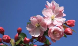 铁海棠和海棠花的区别主要有哪些 铁海棠和海棠花的区别主要有哪些特征