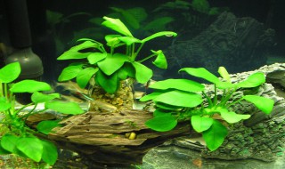 水榕水草怎么养（水榕）