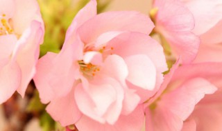 红叶李花与樱花的区别是什么(红叶李花与樱花的区别是什么意思)