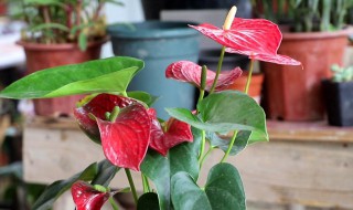 红掌冬天怎么养才能安全过冬（红掌冬天怎么养才能安全过冬天呢）