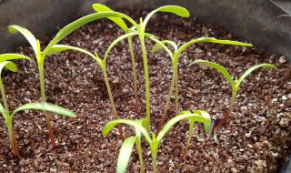 风信子根部发霉了怎么办（风信子的根发霉了怎么办）