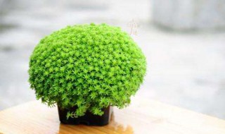 薄雪万年草和球松的区别是什么(薄雪万年草和小松绿的区别)